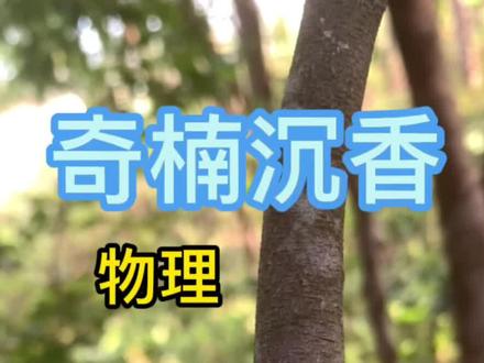 奇楠沉香打孔物理造香你学会了吗?#创作灵感#奇楠沉香#沉香#抖音助农 @DOU+小助手