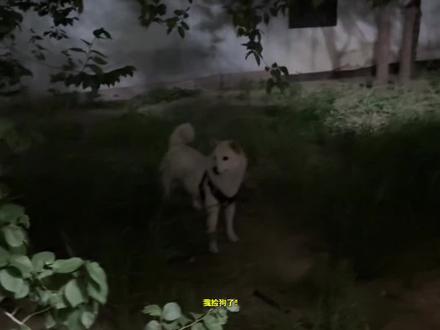 果然,柴犬是可以0元购的🤨 #狗狗 #柴犬 #走丢狗 #狗狗