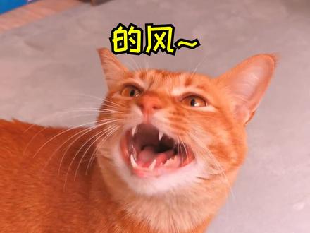 你是我触碰不到的风,醒不来的梦~明年也要做个乖小猫哦,包子!#萌宠出道计划 #抖音萌宠嘉年华 #醒不来的梦