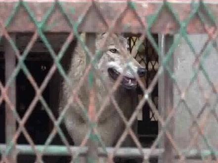 动物园里两只狼一看到东北虎饲养员,吓得发抖立即躲起来,饲养员:我真没打过它们#搞笑 #动物园#河南dou知道