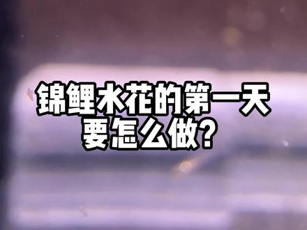 锦鲤水花的第一天要怎么做?
详细到每一步教你
#锦鲤水花 #新手养鱼 #大正锦鲤
#养鱼日记