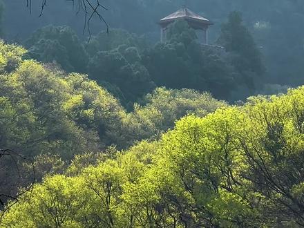 #龙洞风景区 #佛峪胜境 3公里迷你小环线!踏青、探寻石猴 #济南爬山#济南徒步 感受藏在大山里的春色#真实生活分享计划