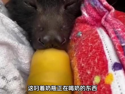 狗里狗气的果蝠#动物科普 #知识科普 #可爱 #果蝠