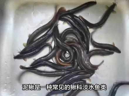 泥鳅做鱼饵正确的钓法 #溪石斑 #黄骨鱼 #黄鳝 #黄辣丁