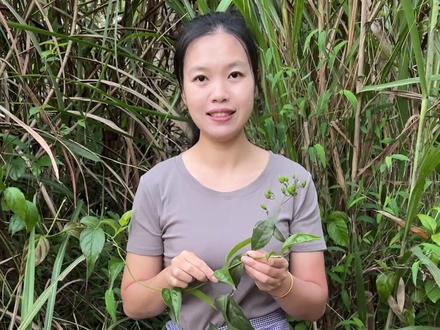 断肠草 学名是钩吻,我们当地称它“大茶药”,一种我们南 方人很容易认错的植物,你一定要学会辨认它哦#断肠草 #钩吻 #大茶药 #植物科普 #一日一植物