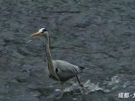 成都九眼桥"洗脚鸟"#九眼桥苍鹭 #九眼桥 #动物摄影