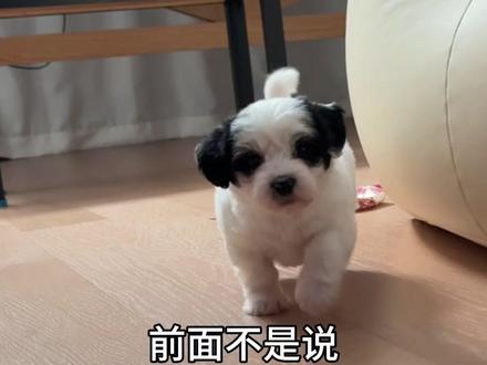 新手养狗🐶翻车的一天,我真的很后悔😭 #狗狗 #萌宠出道计划 #养狗经验分享 #狗狗的日常 #新手养狗