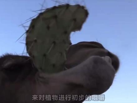 #神奇的动物 #动物世界 骆驼为什么能吃坚硬且带刺的食物?(上)