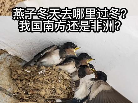 燕子冬天去哪里过冬?我国南方还是非洲? #燕子 #燕子过冬 #地球百科君 #奇妙知识在抖音 #科普