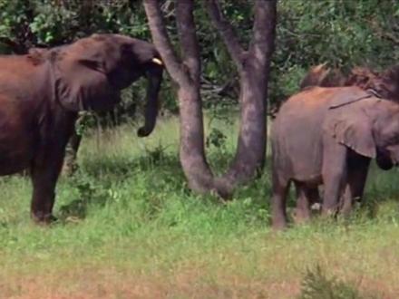 大象原来是老六,把树上的果实都摇下来,前来聚餐的动物都喝醉了