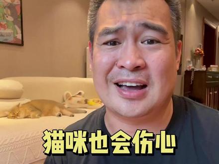 猫咪也会伤心,也会抑郁。#萌宠出道计划 #养猫经验分享 #养猫新手