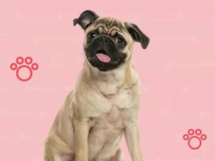 巴哥犬不能吃哪些东西,这些食物,主人别投喂#狗狗 #宠物