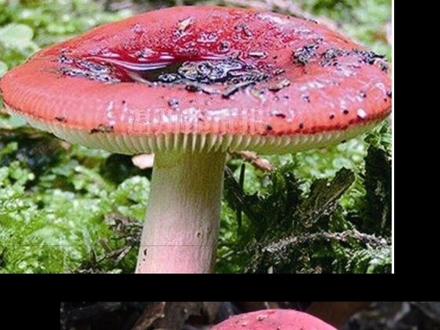 大红菌如何辨别是否可食用#同城热门 #野生菌 #红菇 #涨见识 #捡菌子