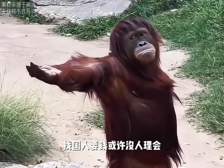 找国人要钱或许没人理会,找国人要吃的那可真找对了 米兰前台一句想吃徐福记酥糖,国人纷纷出动投喂#离谱 #徐福记 #酥心糖 #万万没想到 #外国人