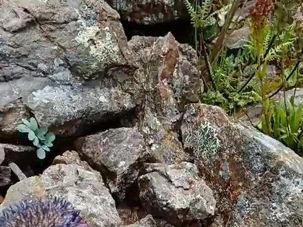 其实这个叫石莲花 不过我们这面都叫雪莲花