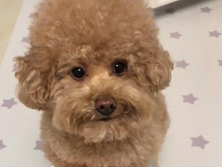 萝卜纸巾我们也来挑战了#萌宠 #可爱的小狗视频 #泰迪犬 #宠物 #萝卜纸巾