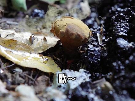 蘑菇界的“大喷菇”!#粟粒皮秃马勃 #蘑菇