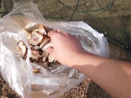 一斤肥的流油的猪头肉做诱饵,能否抓到小王八,河虾竟然吃炸大虾#生活#户外#捕鱼