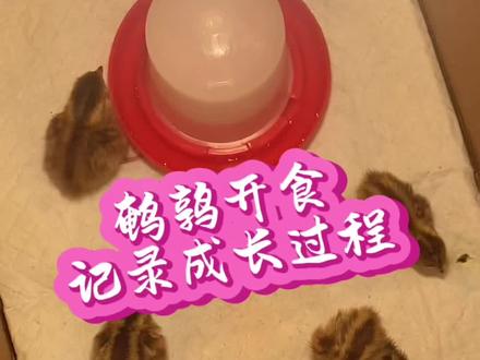 小鹌鹑开食啦。#人工繁殖 #鹌鹑