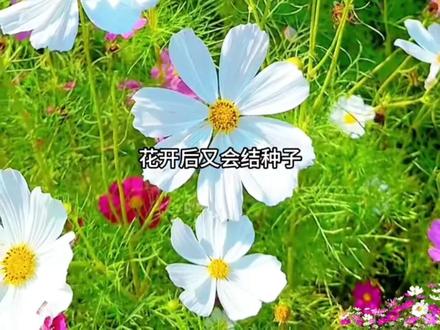 波斯菊,又称格桑花、被称为幸福之花。看起来非常漂亮,适合大面积洒播阳台花园、路边。花期长,耐旱耐热、易养活#格桑花 #波斯菊 #格桑花种子 #波斯菊种子 #花卉