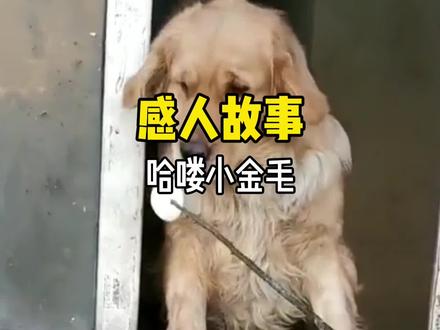 你们还记得哈喽小金毛的故事吗? #哈喽啊小金毛 #狗狗 #温暖