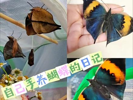 #枯叶蝶 今天居然真的出蝴蝶了,小蝴蝶还可以在手上玩儿,超开心,一冲动又去下单了20个蝴蝶蛹 😂😂#孵化蝴蝶 #蝴蝶 #蝴蝶蛹