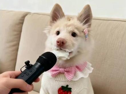 到底是谁偷吃了蛋糕。好难猜🤔#ai小狗 #土松#治愈系小狗