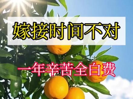果树嫁接时间不对,一年时间全白费#简单的嫁接手法 #种植枝术分享 #根系 #嫁接教程