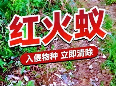 在田边小路发现了一窝入侵物种红火蚁#把红火蚁给灭了