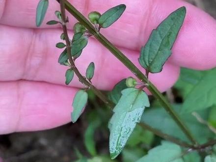 半枝莲 一起来认识白花蛇舌草的搭档半枝莲