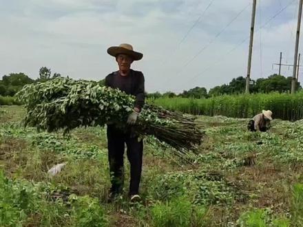 艾草正确保存方法你知道吗? #艾草#艾叶#蕲艾