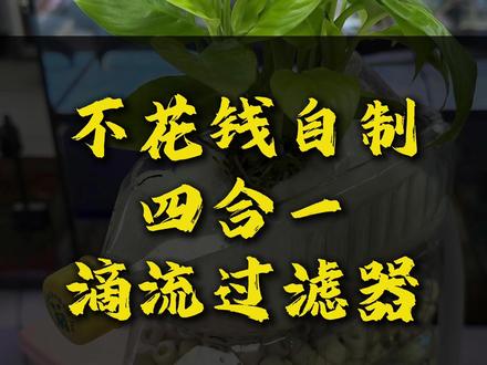 还在花钱买几百块的滴流盒?零成本用饮料瓶搞定! 还在花钱买几百块的鱼缸滴流盒?千万别再乱花钱了!
今天教你零成本自制三层滴流过滤,废物利用还能种花养鱼两不误!
家里喝完的这种方形饮料瓶,千万别扔,就挑三个方方正正、硬实一点的。
顺着瓶子自带的凹槽画上标记,沿着线挖个大洞,三个都开一样的孔就行。
拿出下面两个瓶子,另一侧打上密密麻麻的小孔,方便水流循环;
底部单独留一个孔,用来固定水管。
再拿一个你媳妇正在用的喷瓶,瓶身打满细孔改成雨淋头,
从最上层瓶底穿过去,接上水泵管子,雨淋出水就做好了。
下面两层装满滤材培菌净水,最上面一层铺好羊绒棉,过滤鱼便杂质。
重点来了!最顶上还能种上绿植,净水又养眼,还能吸收水里多余养分,不爆藻。
通上水就能用,水流像下雨一样漫过滤材,过滤效果超强;
滴流接触空气大,自带增氧,出水口还是漂亮的瀑布流水。
一分钱不花,过滤、增氧、造景、绿植四合一!
点赞收藏关注,教你花少钱,养好鱼。
# 养鱼 #鱼缸过滤 #diy #废物利用 #省钱小技巧