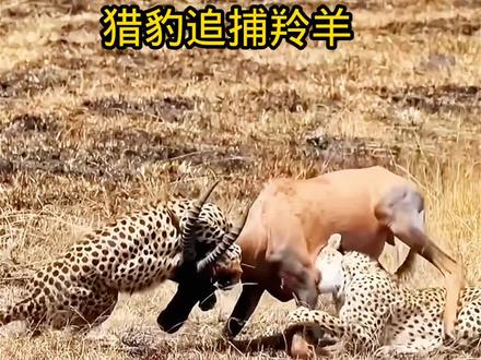 羚羊遭到猎豹两兄弟的夺命追杀看羚羊如何死里逃生#羚羊#猎豹#动物世界看人生百态