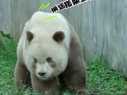 当七仔听到“八百个心眼子”的时候,这翻白眼愣住的表情简直绝了!!!#棕色大熊猫 #大熊猫七仔是只憨憨熊 #动物有什么坏心思呢 #熊猫七仔 #萌宠出道计划