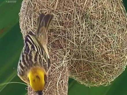 鸟类的建筑大师织布鸟,为了取媳妇会给自己做一个精致的窝 #织布鸟 #动物世界 #鸟类 #动物科普 #织巢鸟