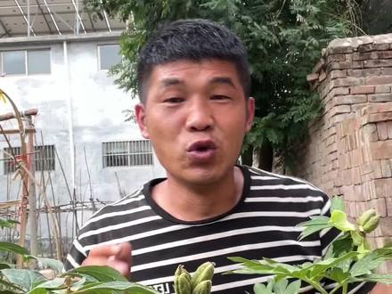 盆栽牡丹浇水正确方法#牡丹