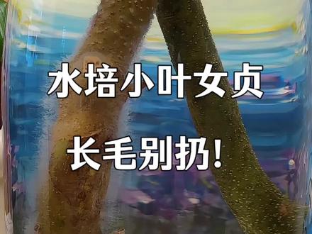 水培小叶女贞长这种毛别慌!不是腐烂!清水冲洗,别搓别擦,千万护好愈伤组织和根芽,洗花瓶换清水,静待根叶就好!新手也能搞定~
#真实生活分享计划 #小叶女贞 #福州家居 #家居软装搭配 #水培绿植