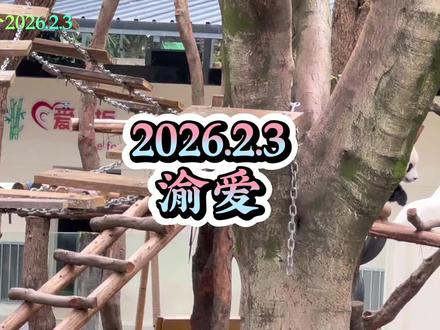 🍒2026.2.3下午渝爱的阿贝贝中了果果箭受伤了,爱姐前去营救并安抚它,亲亲抱抱举高高,太贴心啦😊#大熊猫渝爱#萌宠出道计划 #动物的迷惑行为 #可爱到爆炸💥 #来这吸熊猫