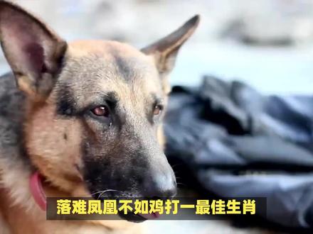 落难凤凰不如鸡打一最佳生肖! #内容启发搜索