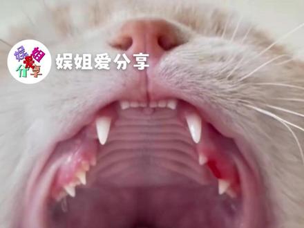 即将有无数个小猫被扒开嘴巴 #猫咪 #古法相猫 #可爱