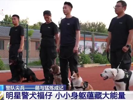 【#短腿柯警福仔修炼记 】#又萌又猛的警犬练成记 提到警犬时,我们通常能想象到的是那些高大威武、凶猛矫健的形象,它们能在复杂的环境中迅速穿梭,承担缉毒、搜爆等关键任务。而在山东潍坊,有一只特别的警犬,它是一只在网络上已经有着百万粉丝的明星警犬——福仔。#柯基也能当警犬吗 ?福仔在每日的训练中给出了答案。