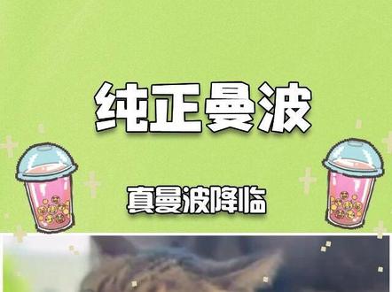 从此猫会喊曼波被载入史册! #哈吉米 #曼波 #梗 #meme #热点