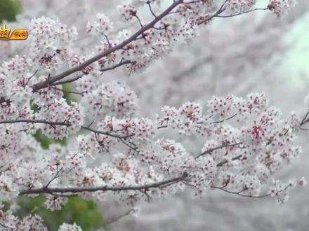 后弦经典歌曲之一《 娃娃脸》,曾经火到爆的歌,勾起满满的回忆