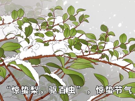 “惊蛰梨,驱百虫”,惊蛰节气,为什么传统要吃梨?