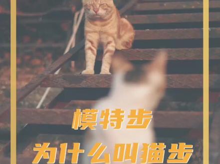 曼妙的模特步也叫猫步,你知道是为什么吗?#治愈猫咪 #宠物健康知识 #精致爱宠 #科学养宠攻略 #萌猫趣事