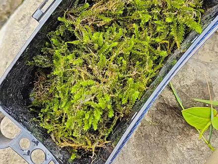 给大家看看我养石蚕的方法,大家可以试试。#溪流钓