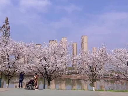 翠湖的樱花开了#一脚踩进春天里