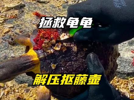 “抠藤壶”,小龟背壳上长满藤壶,小哥手刀并用,解压扣掉藤壶 #解压视频 #强迫症治愈系 #极度舒适 #抠藤壶
