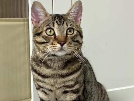 这猫长的太好看了#狸花猫 #萌宠出道计划 #中华田园猫