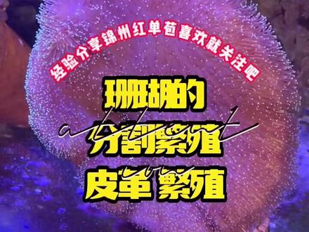 珊瑚的分割繁殖法-皮革繁殖
红单苞热售用,欢迎选购。
#红单苞 #珊瑚繁殖